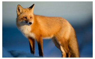 Vos Medicijn Empowerment