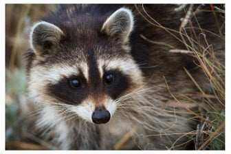 Wasbeer Medicijn Empowerment