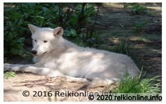 Witte Wolf Empowerment