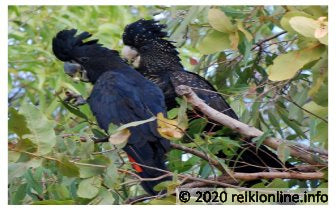 Zwarte Kaketoe