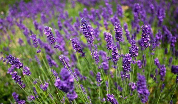 Natuur als medicatie: Lavendel - Reiki Online