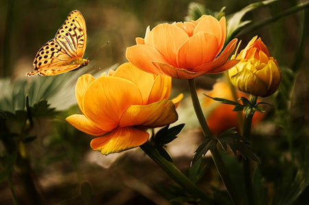Natuur - Reiki Online