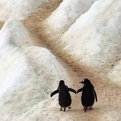 Penguin Empowerment