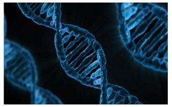 24 Strand DNA Activation