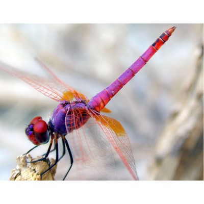 Dragonfly Empowerment