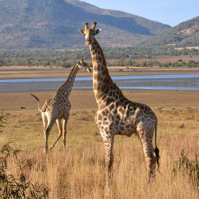 Giraffe Empowerment
