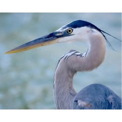 Great Blue Heron Medicine Empowerment