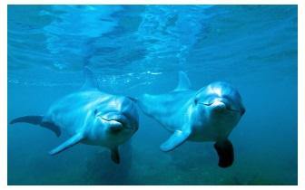 Aquamarijn Dolfijn Helende Straal