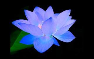 Blauwe Lotus Energie Genezing Systeem