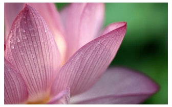 Lotus Healer
