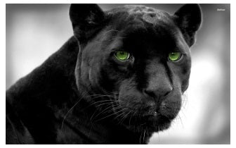 Mystical Black Panther
