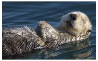 Otter Reiki