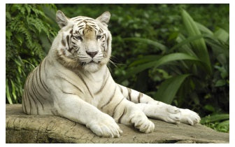 Tijger Reiki