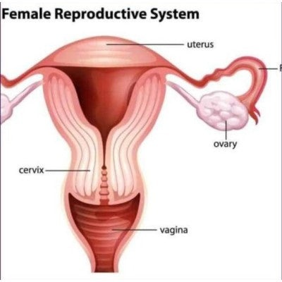 Womb Care Reiki