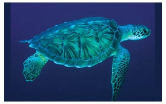 Zeeschildpadden Empowerment